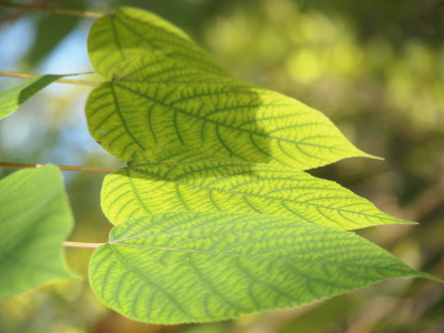 [A close view of four large leaves individually attached to a branch in a row. The veins of the leaves are a much darker green than the rest of the leaf which is a yellow-green.]